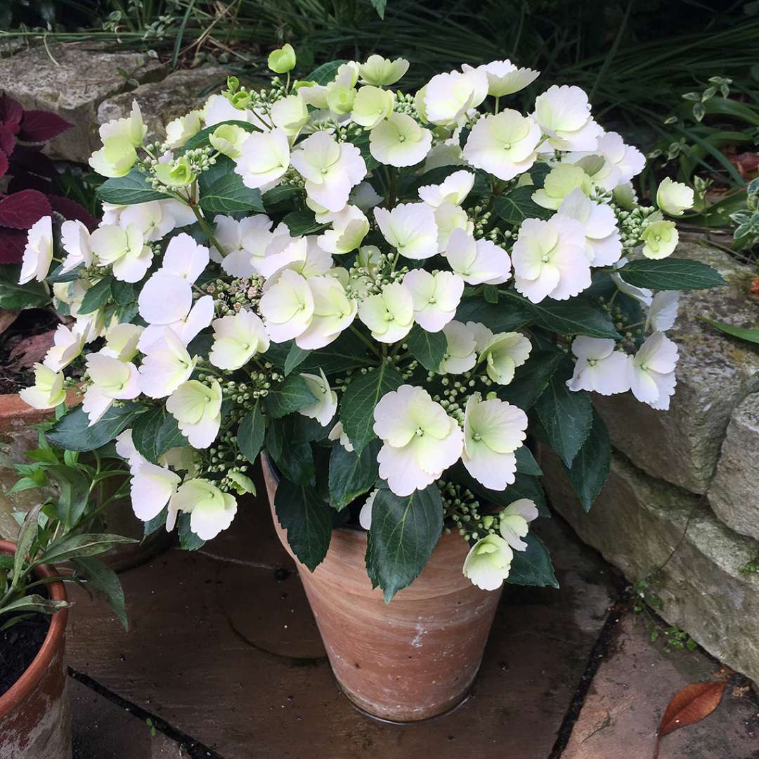 Hydrangea x 'Fairytrail Bride' | Urban Jungle