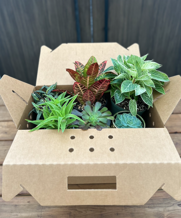 Mystery Jungle Box – Rooted